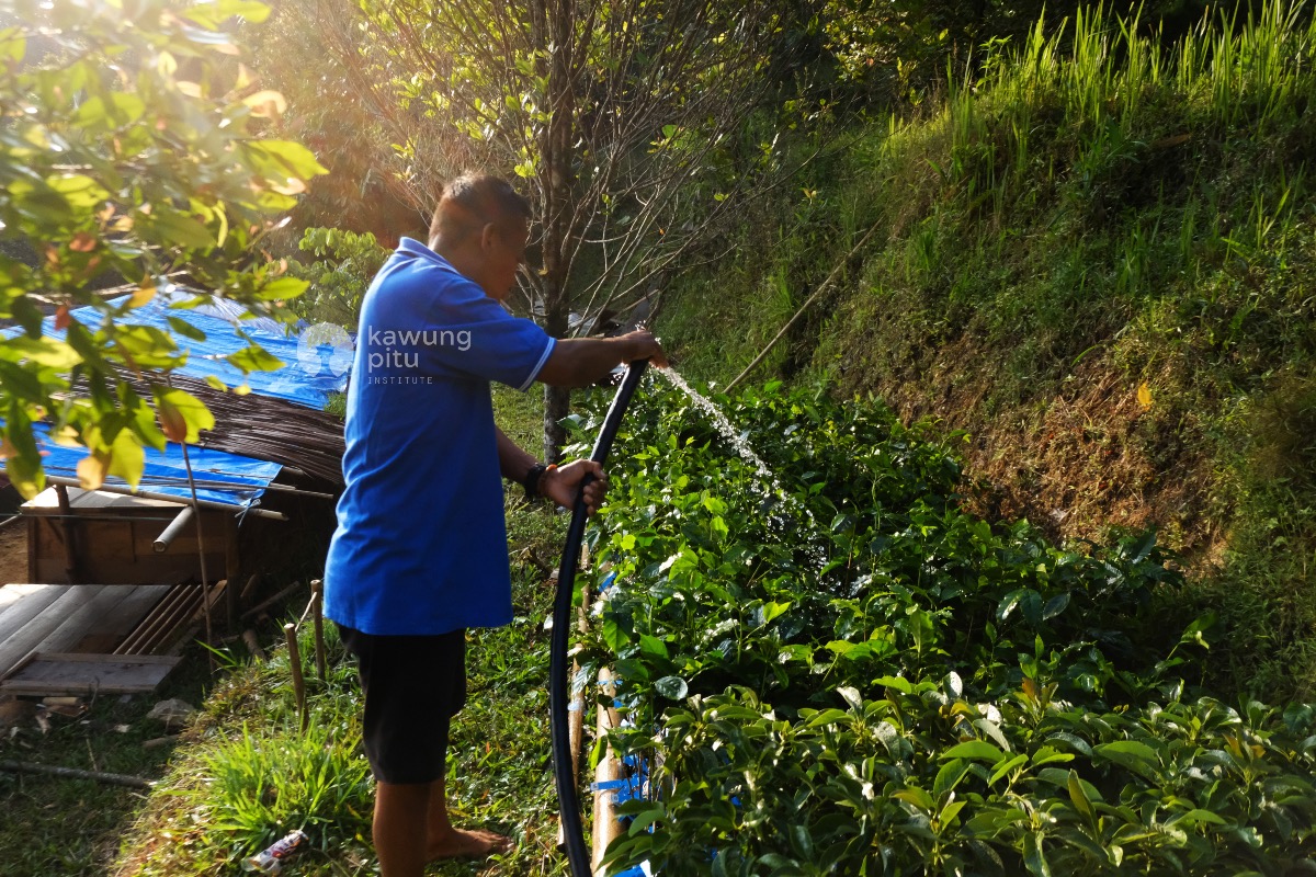 Melakukan penyiraman bibit sebelum dilakukan penanaman