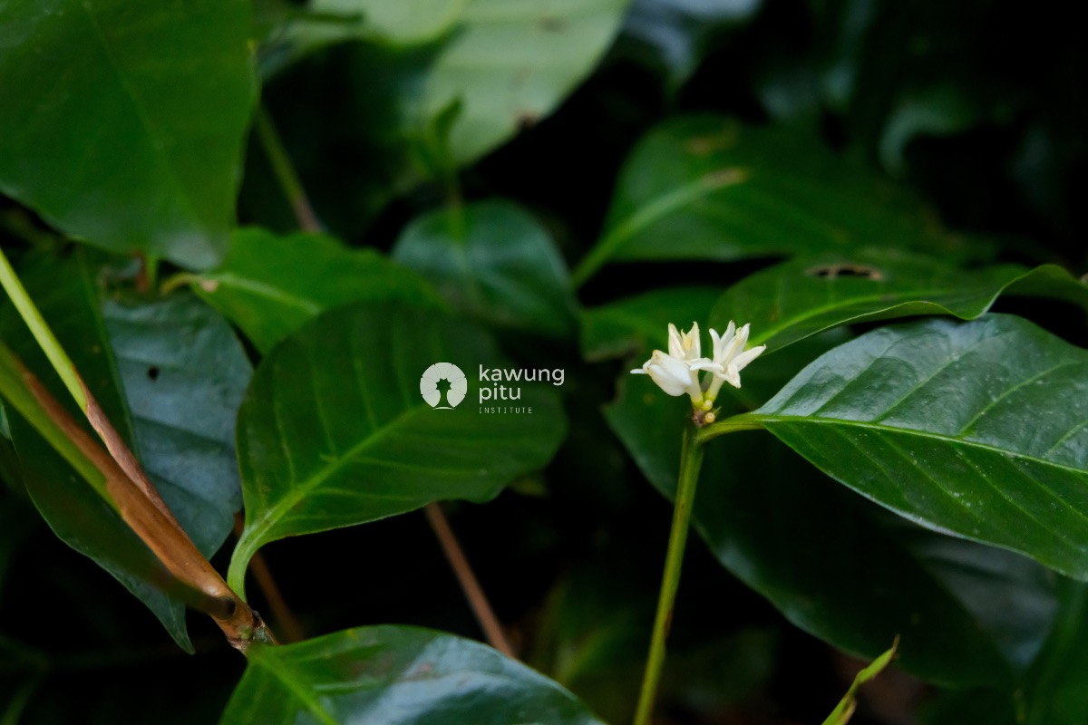 Bibit kopi arabika (Coffea arabica) yang sedang berbunga