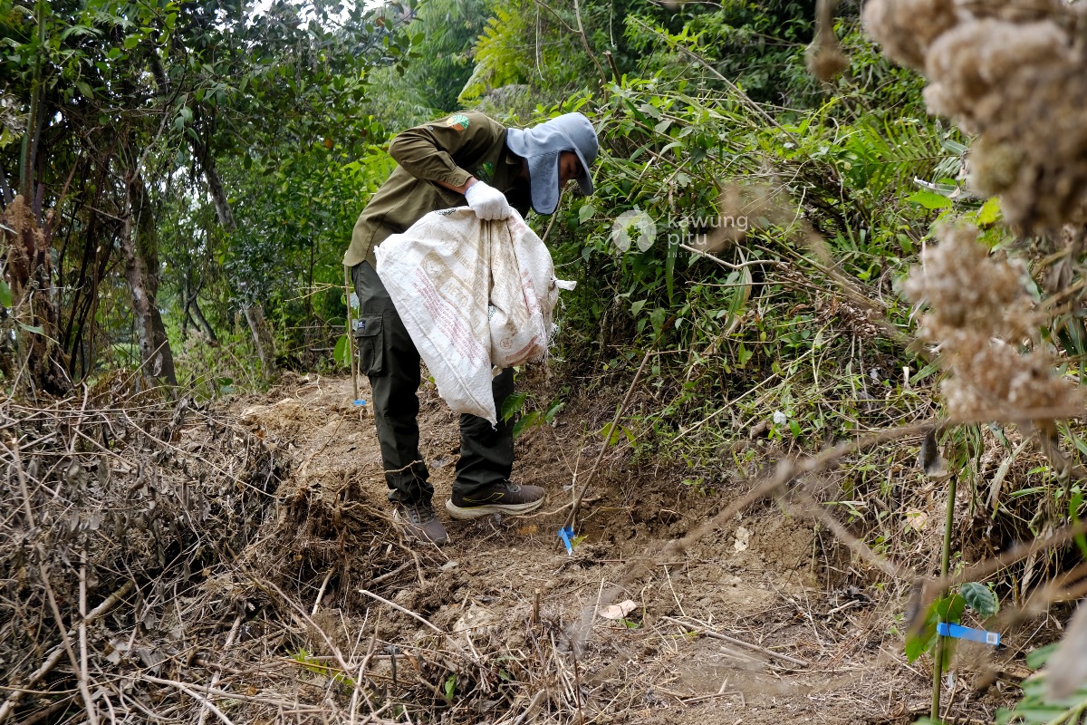 Setiap bibit diberi pupuk kandang dari kotoran ayam